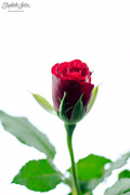 3rd Mar 2016 - Red rose