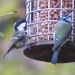 Coal Tit and Blue Tit by susiemc