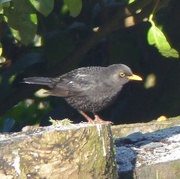 31st Dec 2015 - Blackbird (Male) Catching the Sun