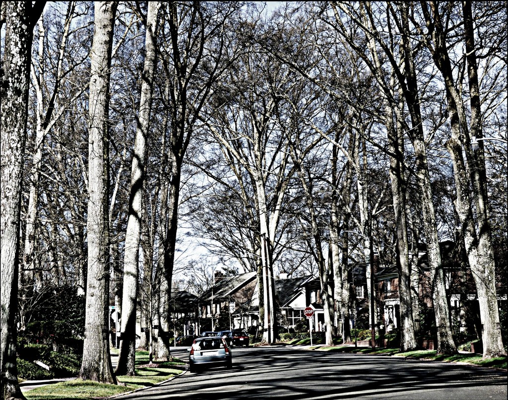 Trees in the 'Hood by peggysirk
