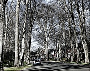 3rd Mar 2016 - Trees in the 'Hood