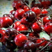 Red Berries by homeschoolmom