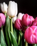 3rd Mar 2016 - Image of tulips