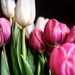 Image of tulips by cristinaledesma33
