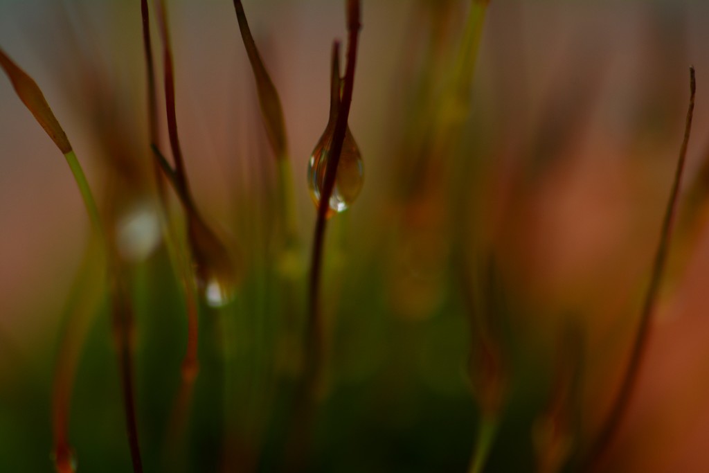 Evening moss  by ziggy77