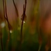 Evening moss  by ziggy77
