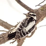 3rd Mar 2016 - Downy Woodpecker