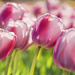 Tulips in the Wind by lynne5477