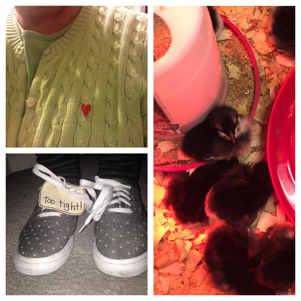 read across America and chicks by wiesnerbeth