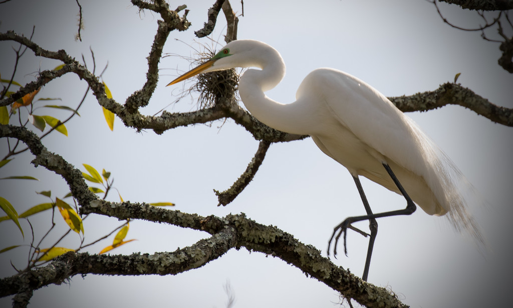 Egret way up in the tree! by rickster549