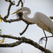 Egret way up in the tree! by rickster549