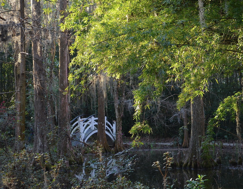 Magnolia Gardens, Charleston, SC by congaree