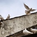 Doves by swillinbillyflynn