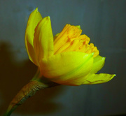2nd Mar 2016 - Daffodil