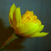 Daffodil by wendyfrost