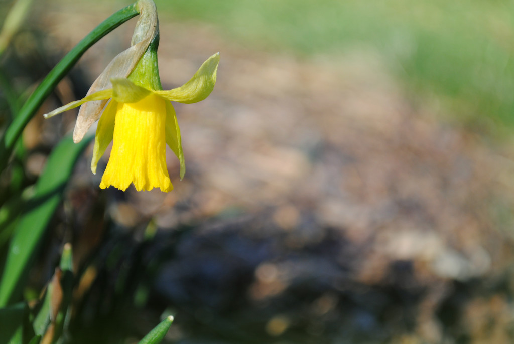 Friday Flower Yoga: Downward Daffodil  by alophoto