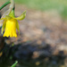 Friday Flower Yoga: Downward Daffodil  by alophoto