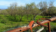 4th Mar 2016 - The almond orchard