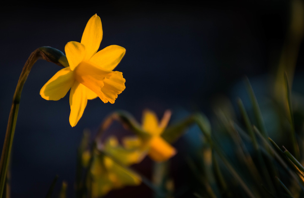 Evening jonquil........ by susie1205