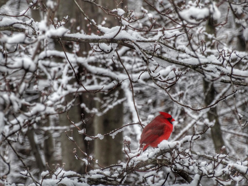 Cardinal on a Snowy Perch  by khawbecker