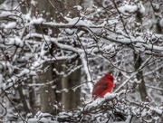 4th Mar 2016 - Cardinal on a Snowy Perch 