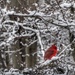 Cardinal on a Snowy Perch  by khawbecker