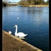 A swan and I think a black headed gull, or a duck? by denidouble