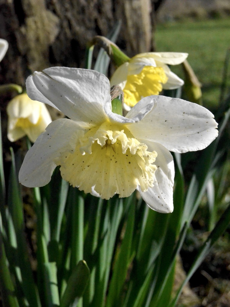 Rain Splattered Daffodils by arkensiel