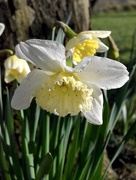 4th Mar 2016 - Rain Splattered Daffodils
