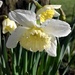 Rain Splattered Daffodils by arkensiel