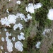 Lichen by g3xbm
