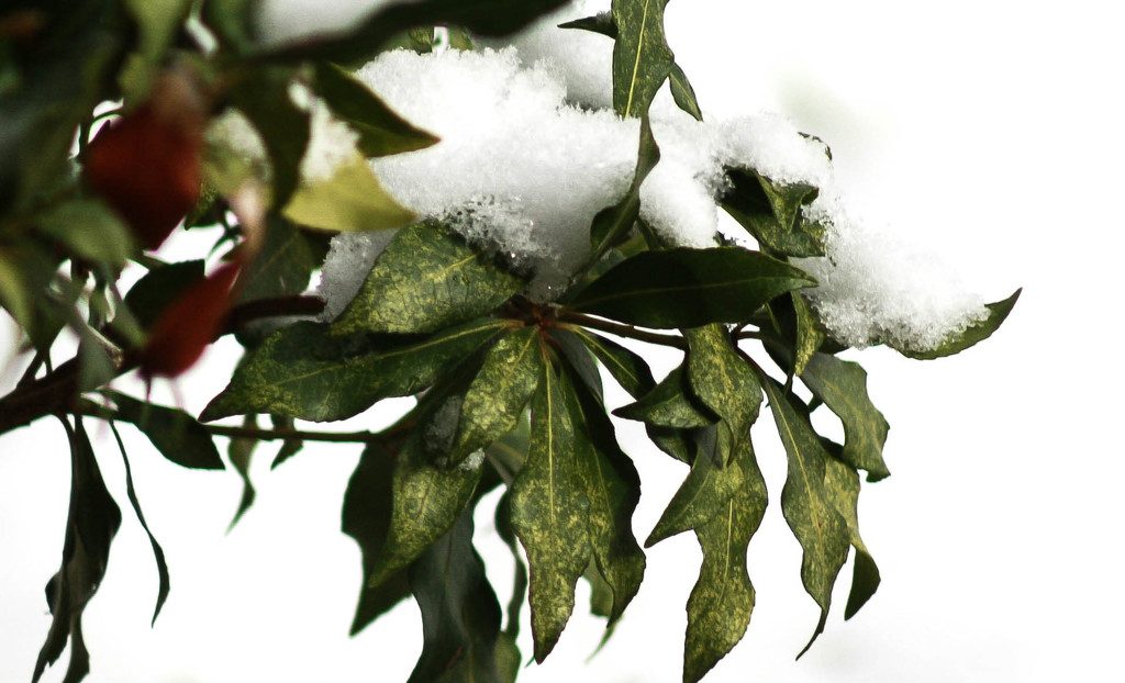 Snow on Pieris bush by mittens