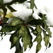 Snow on Pieris bush by mittens
