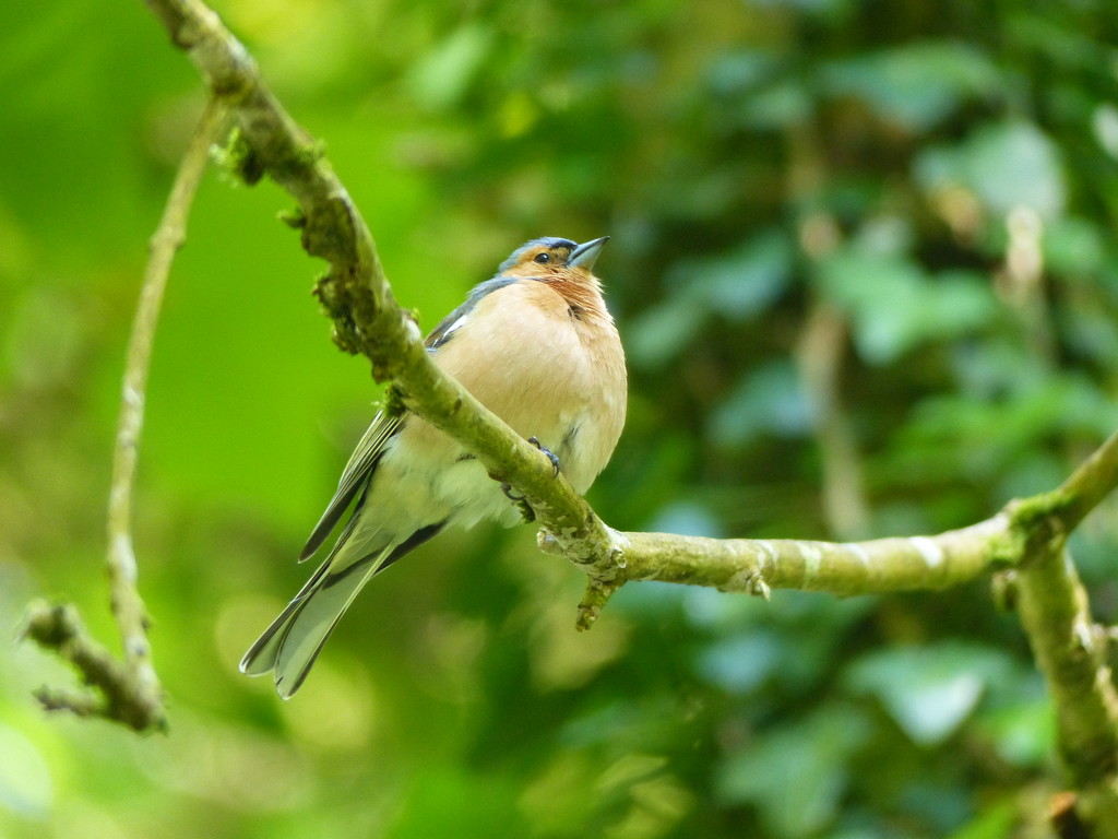 A Very Fat Chaffinch by susiemc