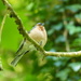 A Very Fat Chaffinch by susiemc