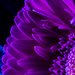 Pretty purple petals  by novab