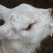 Orphan Lamb by shepherdmanswife