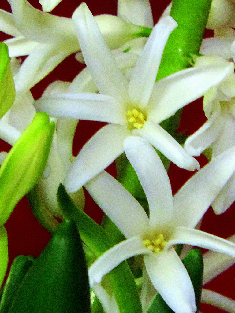 Hyacinth flowers! by homeschoolmom
