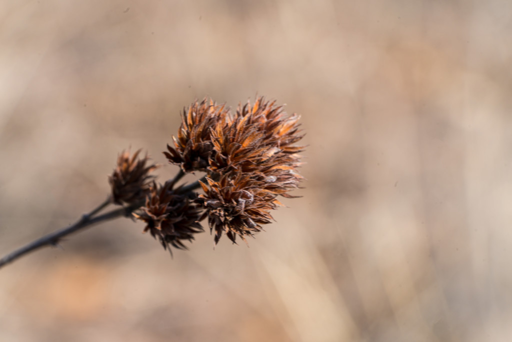 Burr and Brown Blur by rminer