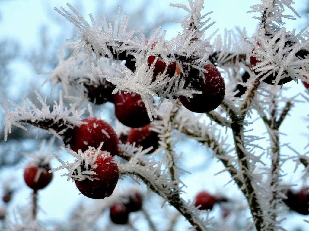 Frosted berries.... by snowy