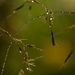 Grasses and raindrops by ziggy77