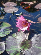 15th Oct 2015 - Water Lily