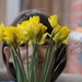 March by daffodill