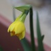 First Daffs by daffodill