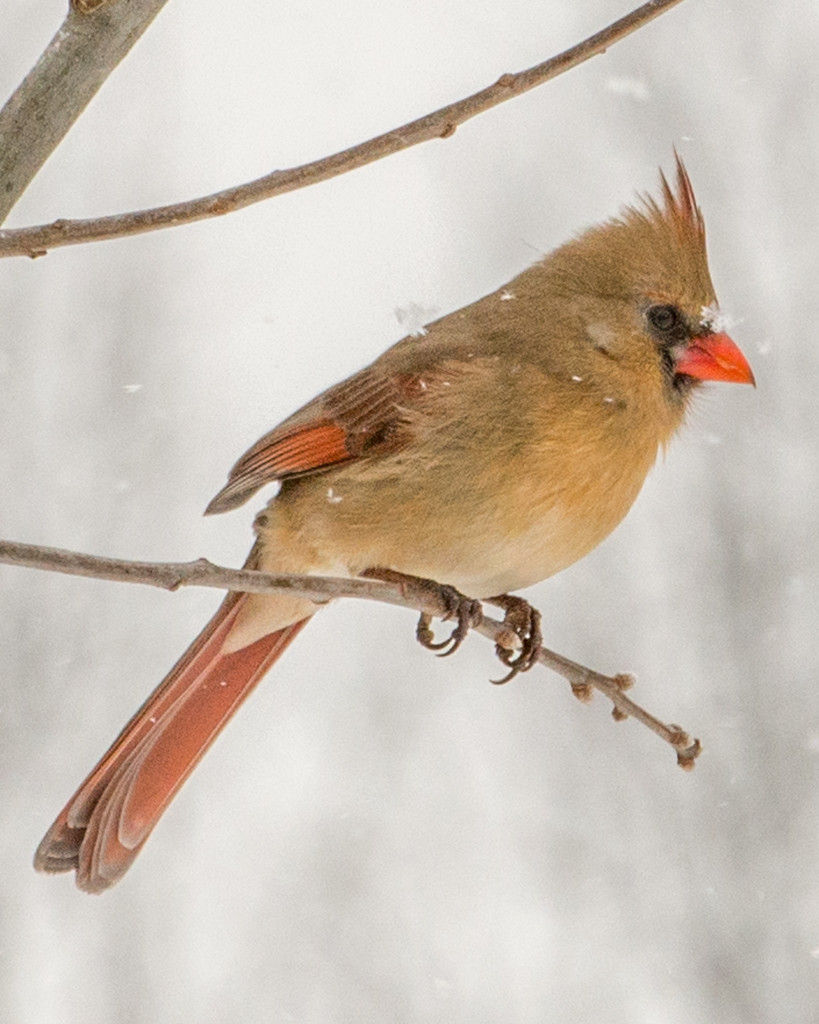 Another Ms Cardinal  by dridsdale