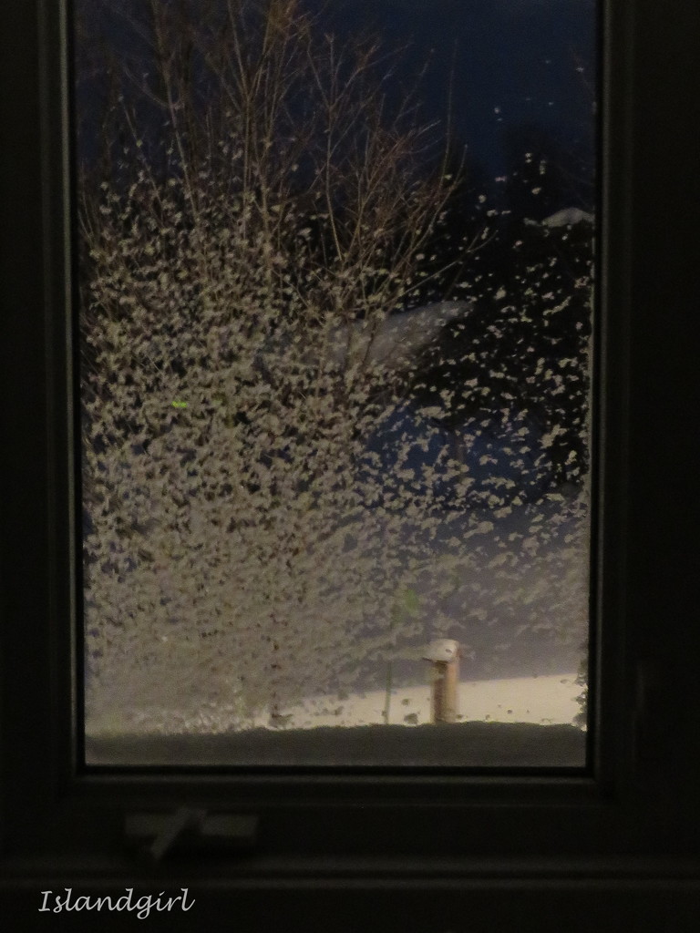 Snow out the Window   by radiogirl