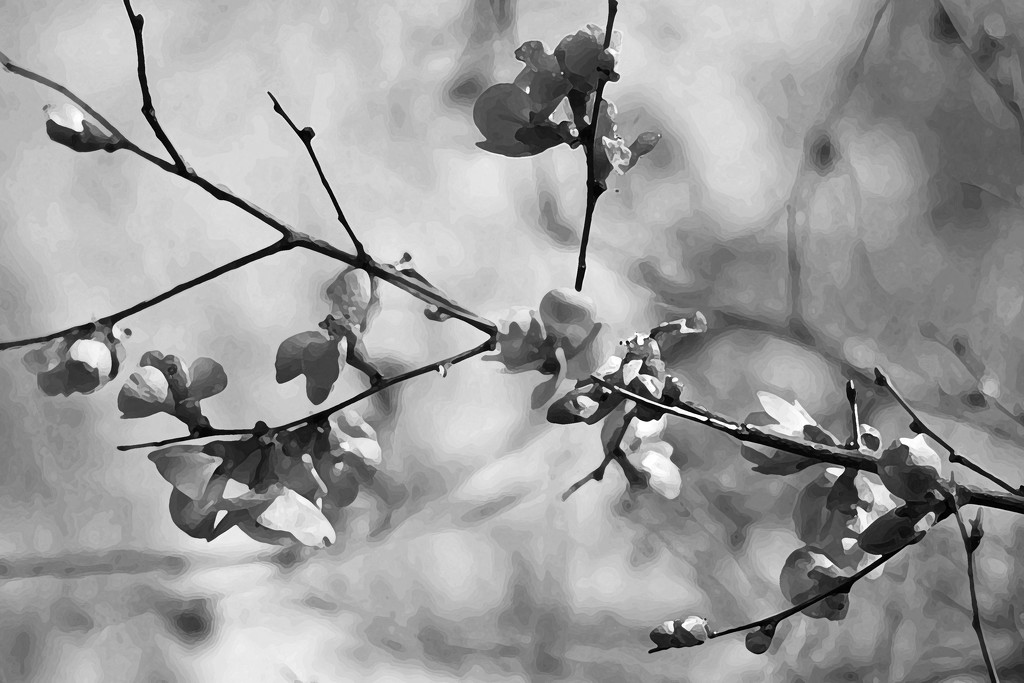 Japonica Without Color by milaniet