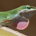 Green Lizard by ingrid01
