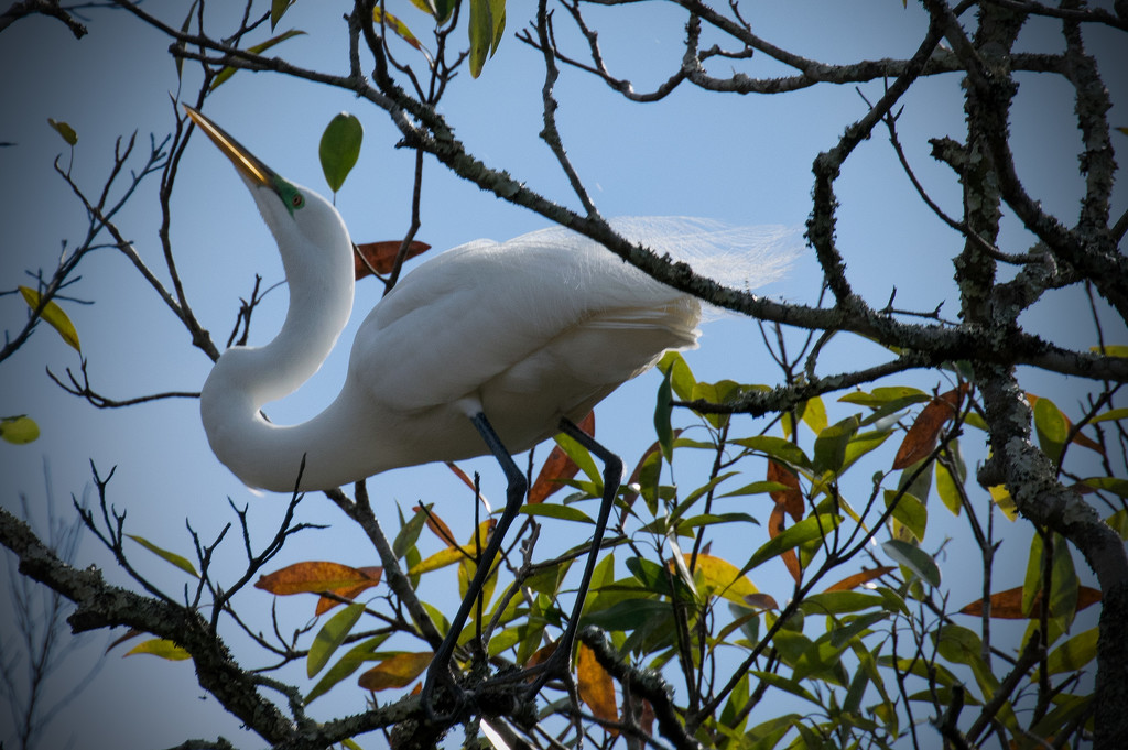 Another Egret by rickster549
