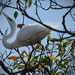 Another Egret by rickster549